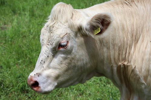 cow  cattle  animal