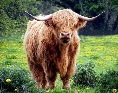 cow bull horns