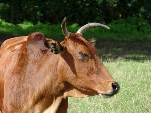 cow safari park knuth borg