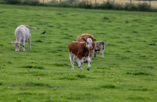 cow  calf  happy