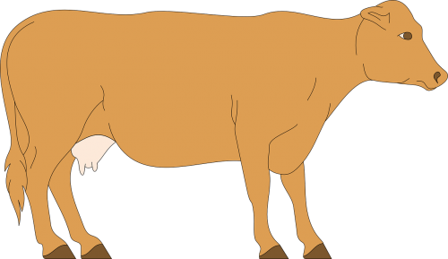 cow livestock cattle