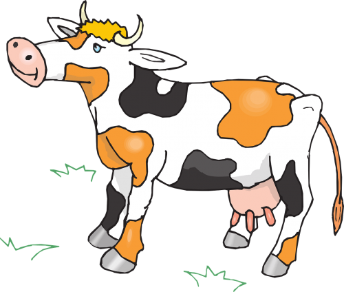 cow cattle livestock