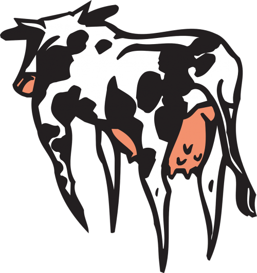 cow rear backside