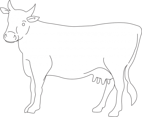 cow cattle livestock