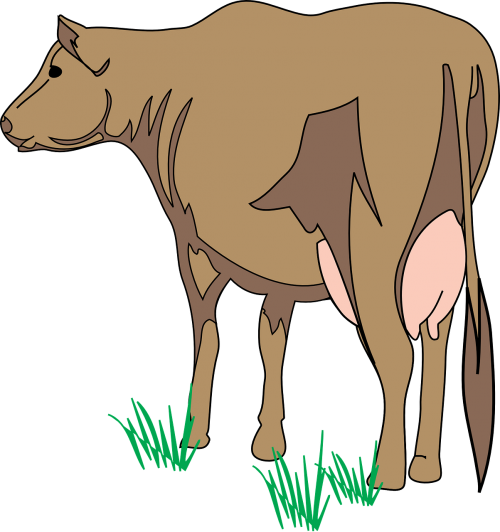 cow brown rear