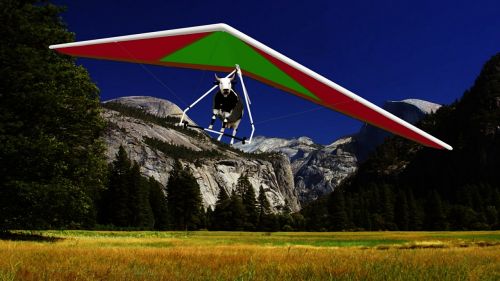 cow hang gliding field