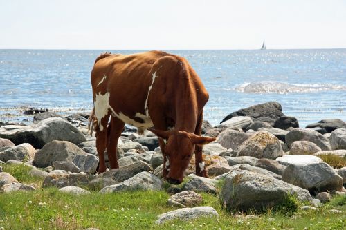 cow summer sea