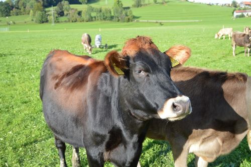 cow allgäu meadow