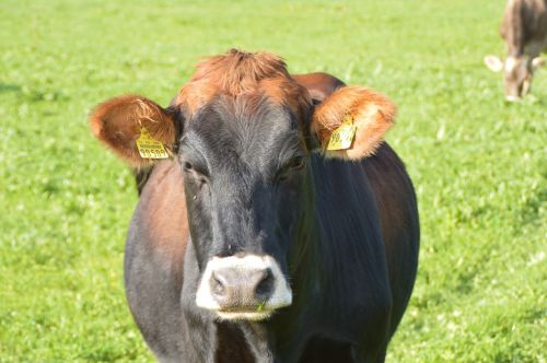 cow allgäu meadow