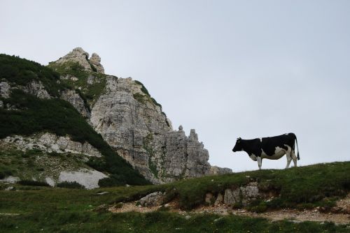 cow mountain rock