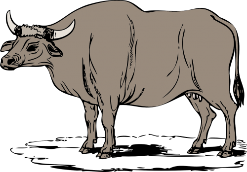 cow cattle bovine