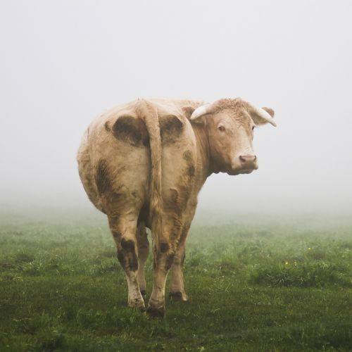 cow livestock fog