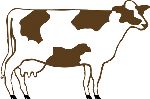 cow dairy animal