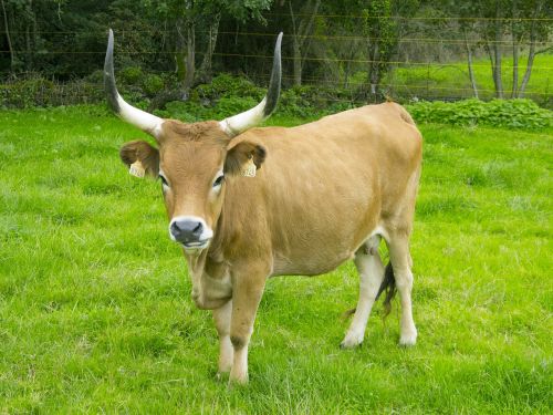 cow livestock green