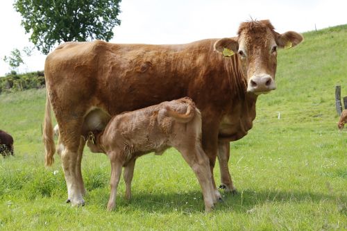 cow calf suckler