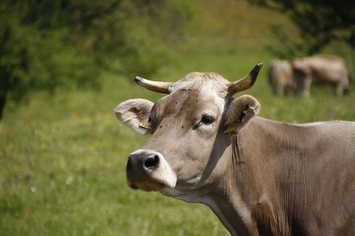 cow pasture horns