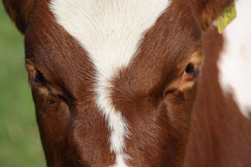 cow animal eyes