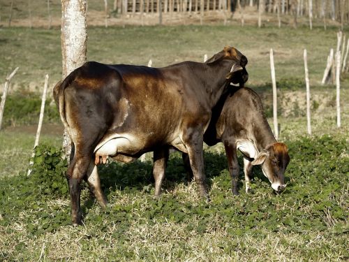 cow calf licking