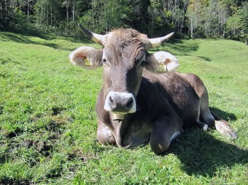 cow alm bavaria