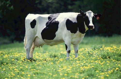 cow dairy bovine