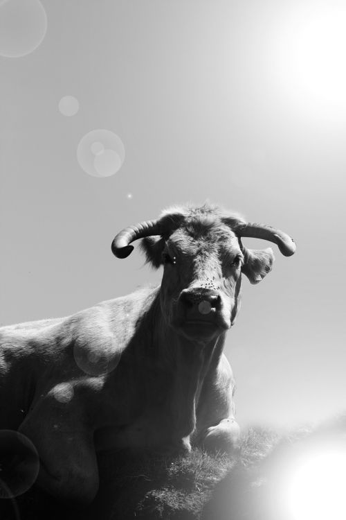 cow black and white sun