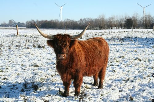 cow highland cattle cattle