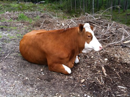 cow animal rest