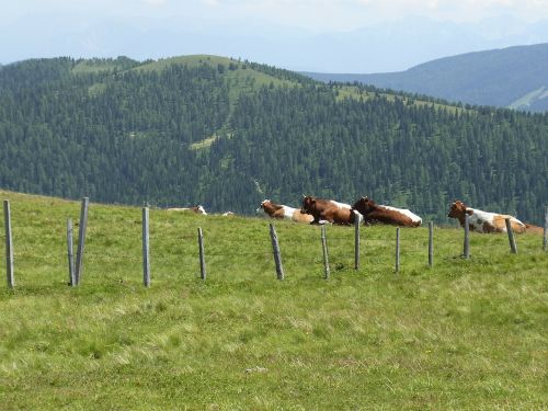 cow cows fence