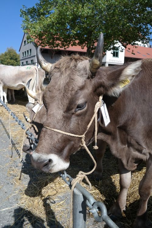 cow switzerland appenzellerland