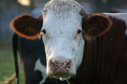 cow animals portrait