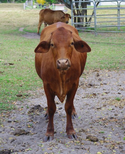 cow bovine animal