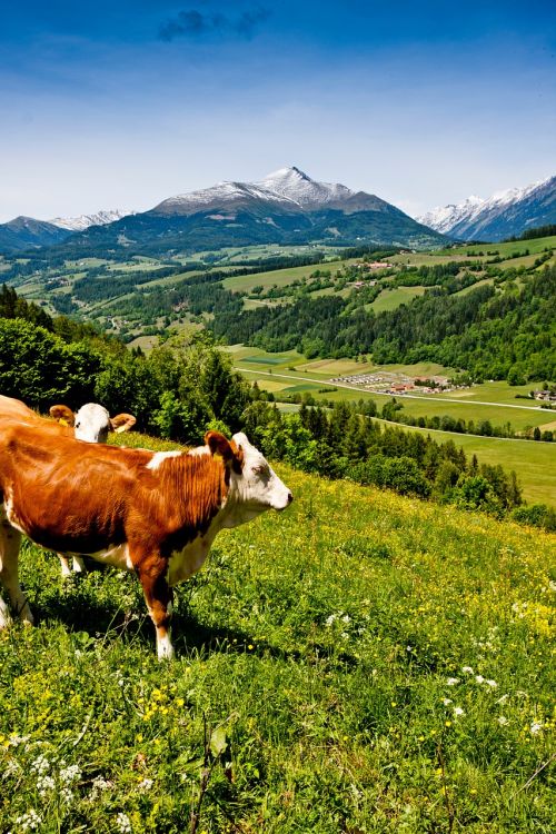 cow meadow austria