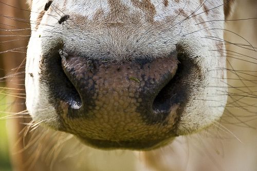 cow zebu nose