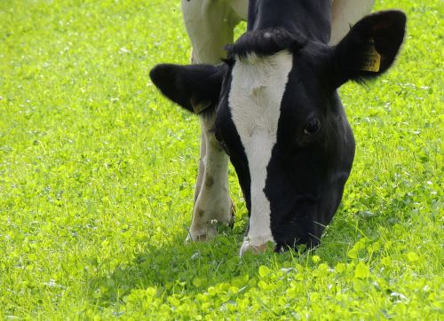 cow head grass