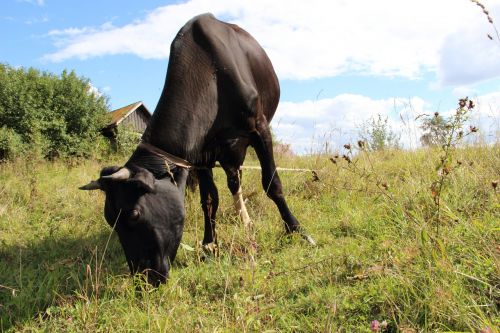 cow village russia