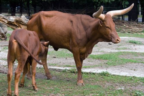 cow calf suckle