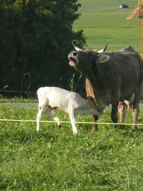 cow muhend calf