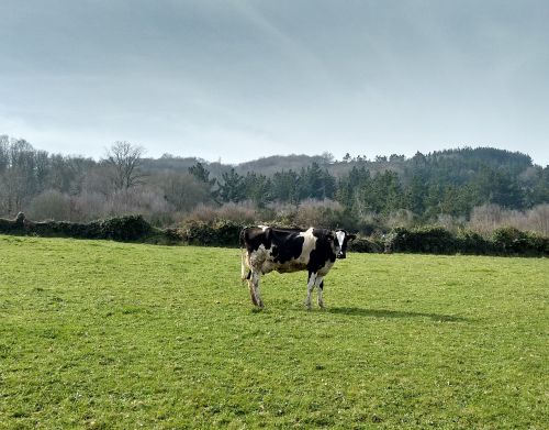 cow grass nature