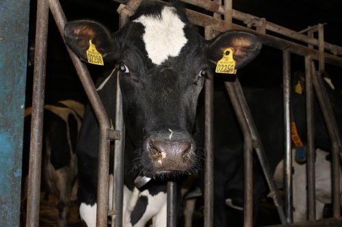cow agriculture milk