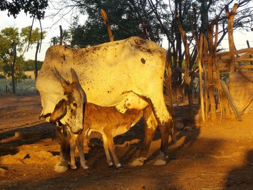 cow calf cattle