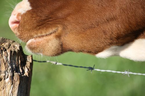 cow foot livestock