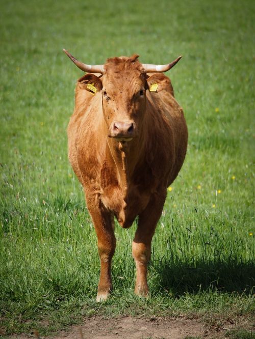 cow grass animal