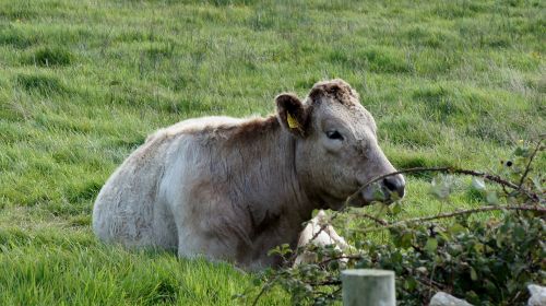 cow grass ireland