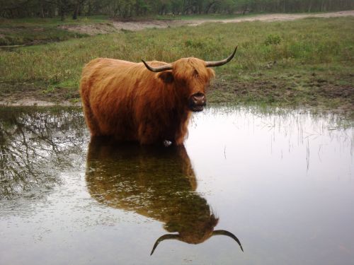 cow horns water
