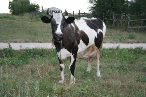 cow animal cattle