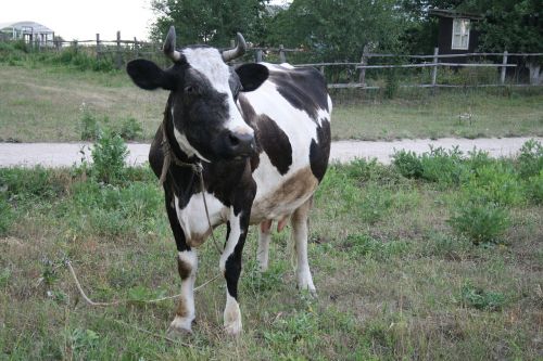 cow animal cattle