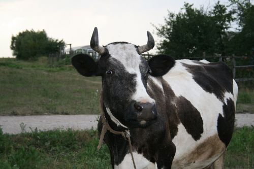 cow animal cattle