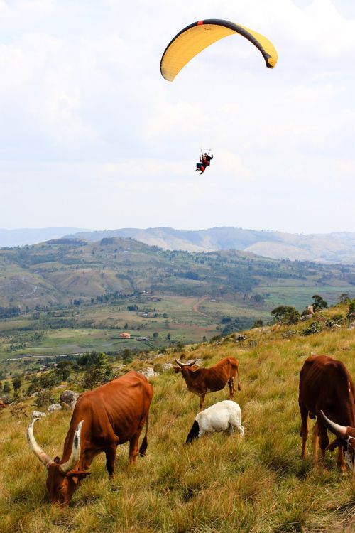 cow burundi paragliding