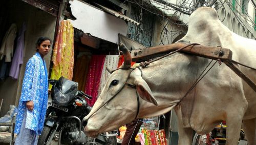 cow new delhi india