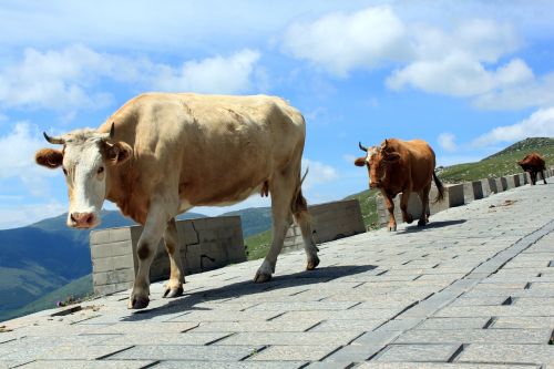 cow animal stroll